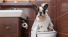 Vyučovanie psa na toaletu