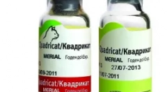 Vaccinácia mačiek pre mačky - ochrana milovaného pet z nebezpečného vírusovej choroby