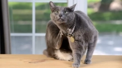 Známky blchy mačkou a ako vyzerajú