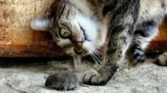 Známky a plemená mačiek