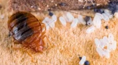 Známky prítomnosti chýb v byte