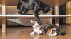 Problémové správanie mačiek