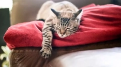 Problémy s nočnou posteľou