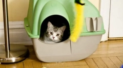 Mačka sa prestávky na miesto