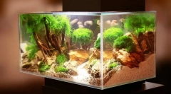 Problémy v akváriu a ich odstránenie