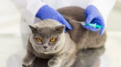 Prevencia a očkovanie pre mačku