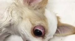 Supulóza očnej gule: aký druh psov vypadne