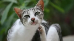 Antiparazitický liek odectin