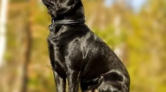 Pet-brabanson (foto): hrdé dieťa so širokou dušou a hravou postavou