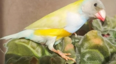 Amadins birds, popis, typy, starostlivosť a obsah