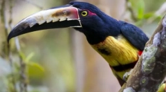 Vtáky vtákov. Rodina vtákov