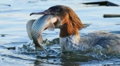 Vtáky s najviac nepredstaviteľnými a maškarnými zobákmi