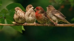 Vtáky. Budovanie a funkcie