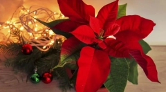 Puancetetia (vianočná hviezda)