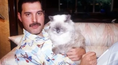 Fluffy muses: fakty o mačkách slávnych ľudí