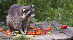 Rocking raccoon v prírode a doma