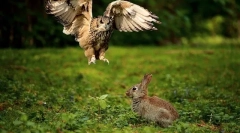 Sova diéta v prírode a doma