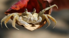 Kôrovce. Vlastnosti a štruktúra