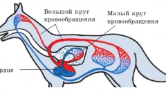 Orgánové poruchy a lymfatické žľazy