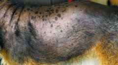 Poruchy nadobličiek