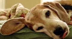 Poruchy padákovej žľazy