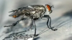 Rastliny a ľudové opravné prostriedky, ktoré strašia letí