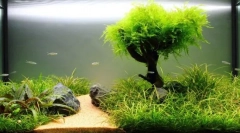 Rastliny v akváriu: jednoduché pravidlá pre vylodenie a starostlivosť