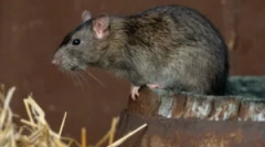 Rozmery a hmotnosť divokých a domácich potkanov