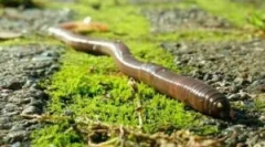 Reprodukcia cyklu a vývojového cyklu