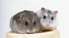 Gungrikov reprodukcia doma