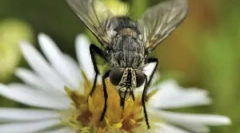 Reprodukcia a rozvoj muchy