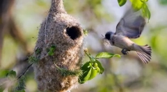 Reprodukcia a starostlivosť o potomstvo v vtákoch