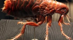 Reprodukciu a životný cyklus