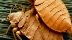 Chov a životný cyklus bedbugs