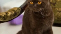 Rôzne farby britských mačiek: všetko nekončí modré