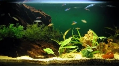 Odrody akvarijných kompresorov