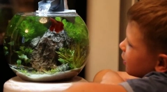 Chov akvarijné ryby