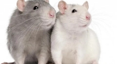 Chov potkanov doma