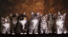 Vývoj maine coon pre mesiac, hmotnosť a veľkosť v tabuľke