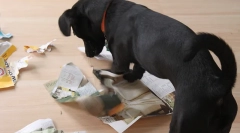 Vzdelávacie hry pre psov