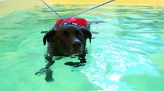 Rehabilitácia psov a mačiek