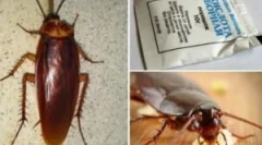 Recepty s kyselinou boritou z švábov