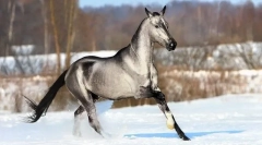 Zriedkavé a nezvyčajné držitelia koní (10 fotografií)