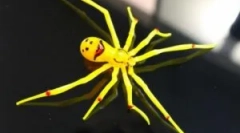 Zriedkavé a nezvyčajné pavúky