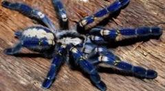 Zriedkavé pavúky: 10 najviac neobvyklých druhov