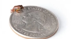 Vzácna forma obojživelníkov, ktorí boli znovu otvorení (12 fotografií)