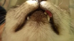 Zriedkavé choroby u mačiek: čo je eozinofilická granula a ako sa ho zbaviť