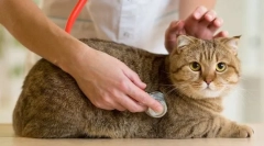 Pravidelná kontrola mačky