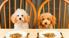 Hodnotenie potrubu: výber krmiva pre veľké a malé skaly