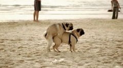 Systém reprodukčného (pohlavia)